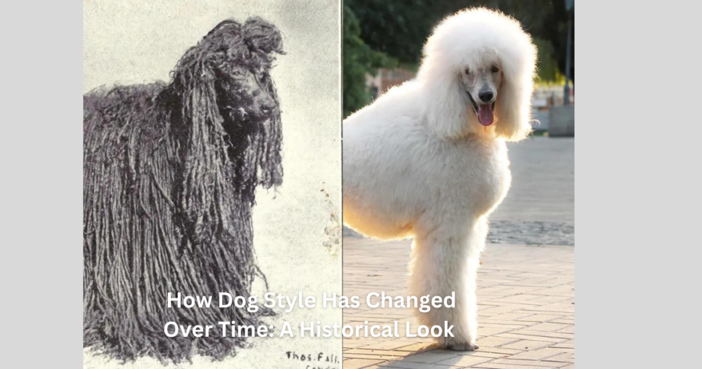  How Dog Style Has Changed Over Time: A Historical Look