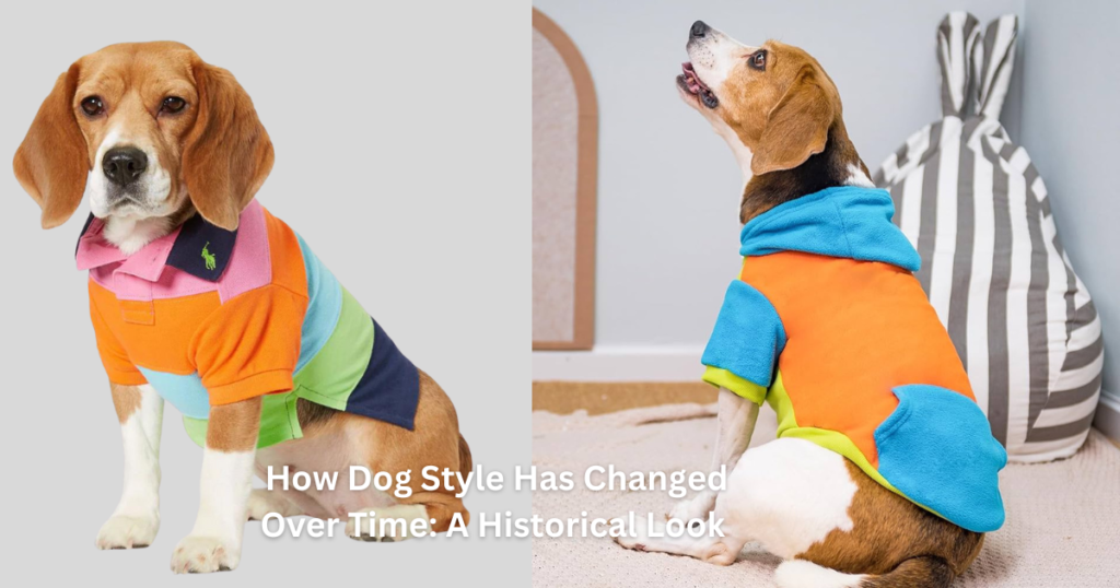 Taking a look at some critical trends in designer dog clothes