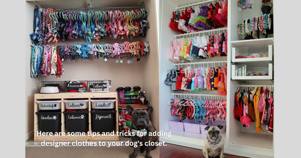 Here are some tips and tricks for adding designer clothes to your dog's closet.